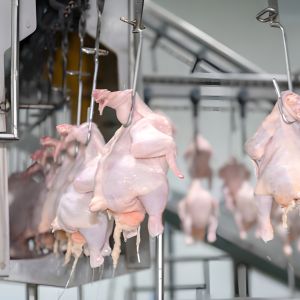 Controlled Atmosphere (CA) Storage